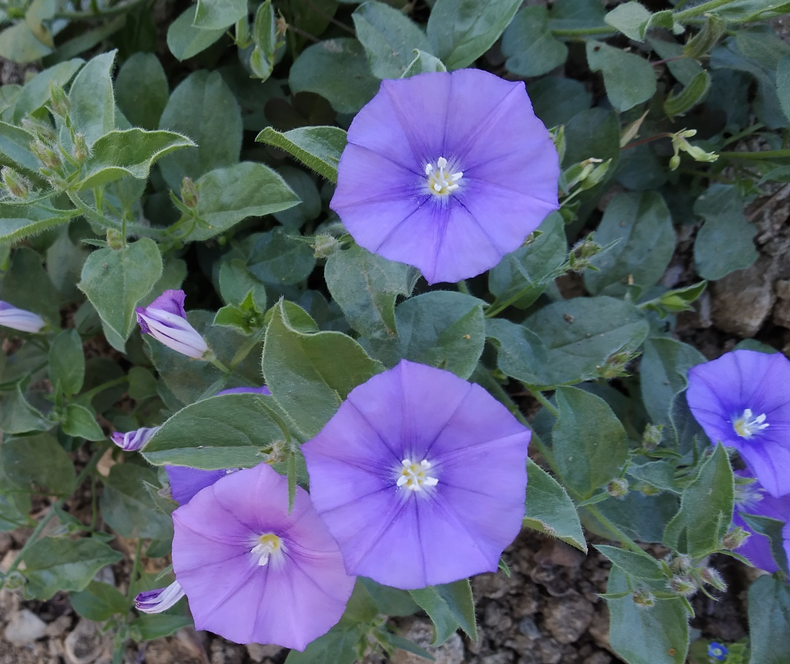 EL JARDÍN BOTÁNICO HISTÓRICO LA CONCEPCIÓN ELIGE LA CAMPANILLA AZUL COMO PLANTA DEL MES DE ABRIL