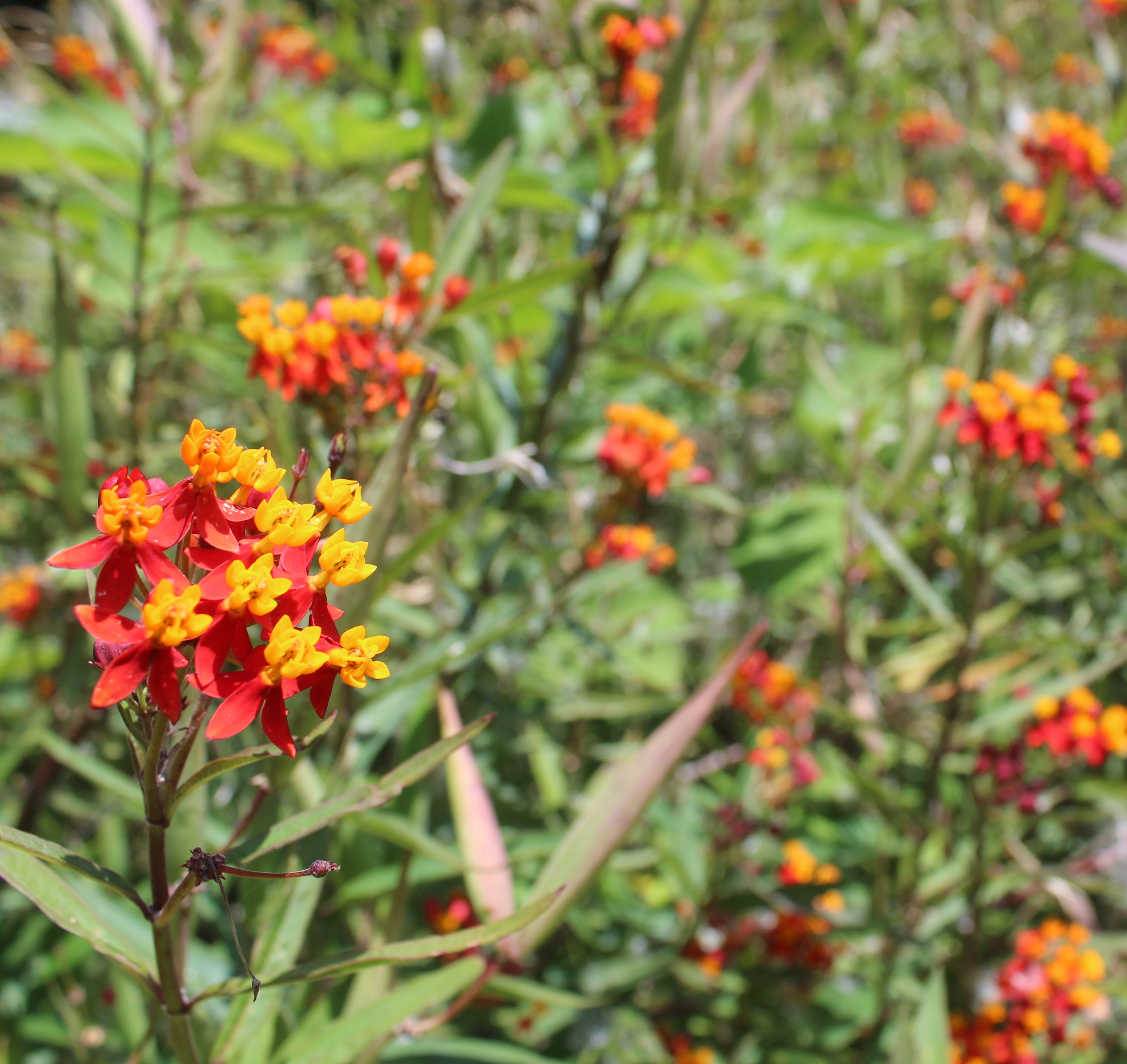 LA ASCLEPIA HA SIDO ELEGIDA COMO PLANTA DEL MES DE JUNIO EN EL JARDÍN BOTÁNICO HISTÓRICO LA
 ...