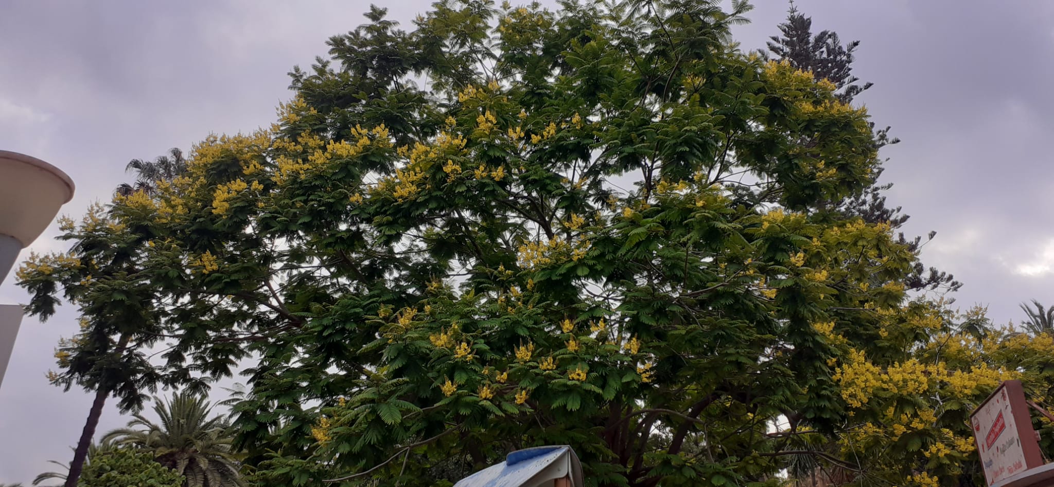 IMAGEN DEL ÚNICO EJEMPLAR DE FLAMBOYAN AMARILLO EN FLOR