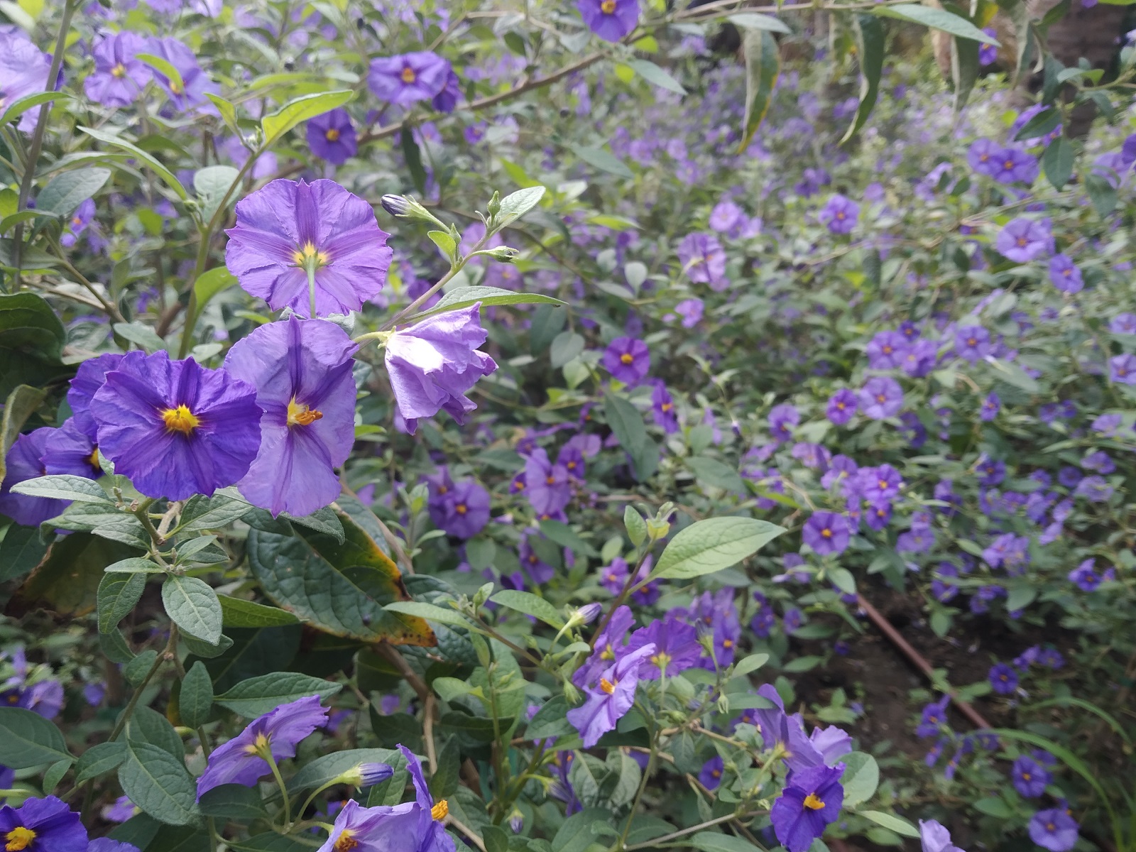 LA PLANTA DEL MES AGOSTO EN EL JARDÍN BOTÁNICO HISTÓRICO LA CONCEPCIÓN ES EL SOLANO DE FLOR AZUL