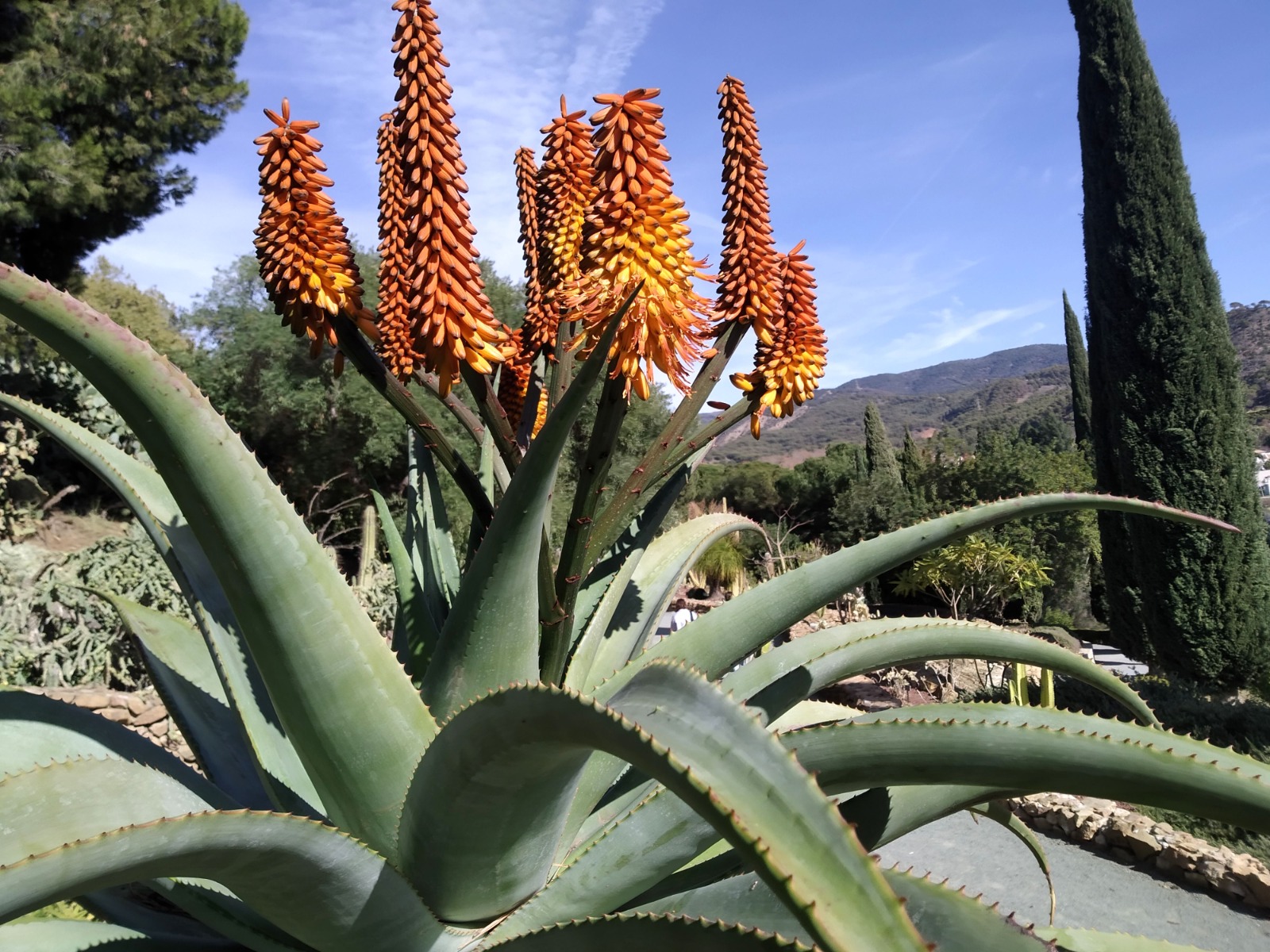 LA PLANTA DEL MES DE FEBRERO EN EL JARDÍN BOTÁNICO HISTÓRICO LA CONCEPCIÓN ES EL ALOE COSTERO