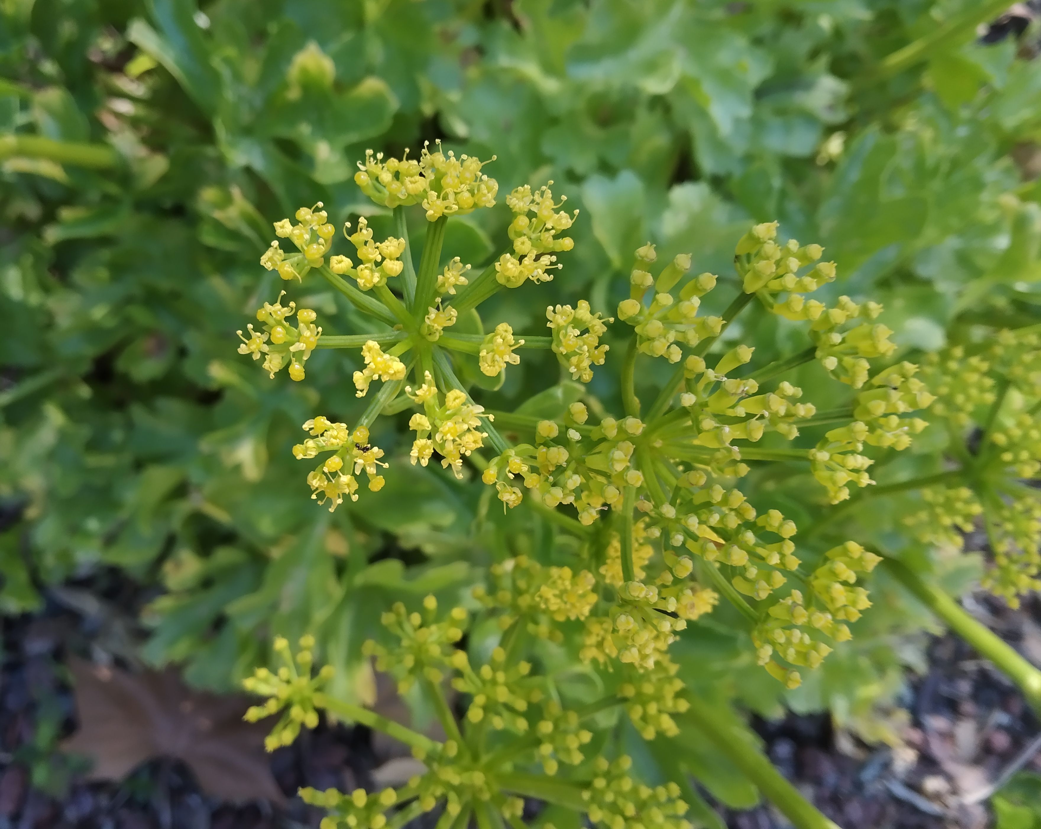 LA PLANTA DEL MES DE MARZO EN EL JARDÍN BOTÁNICO HISTÓRICO LA CONCEPCIÓN ES LA LECHUGA DE MAR