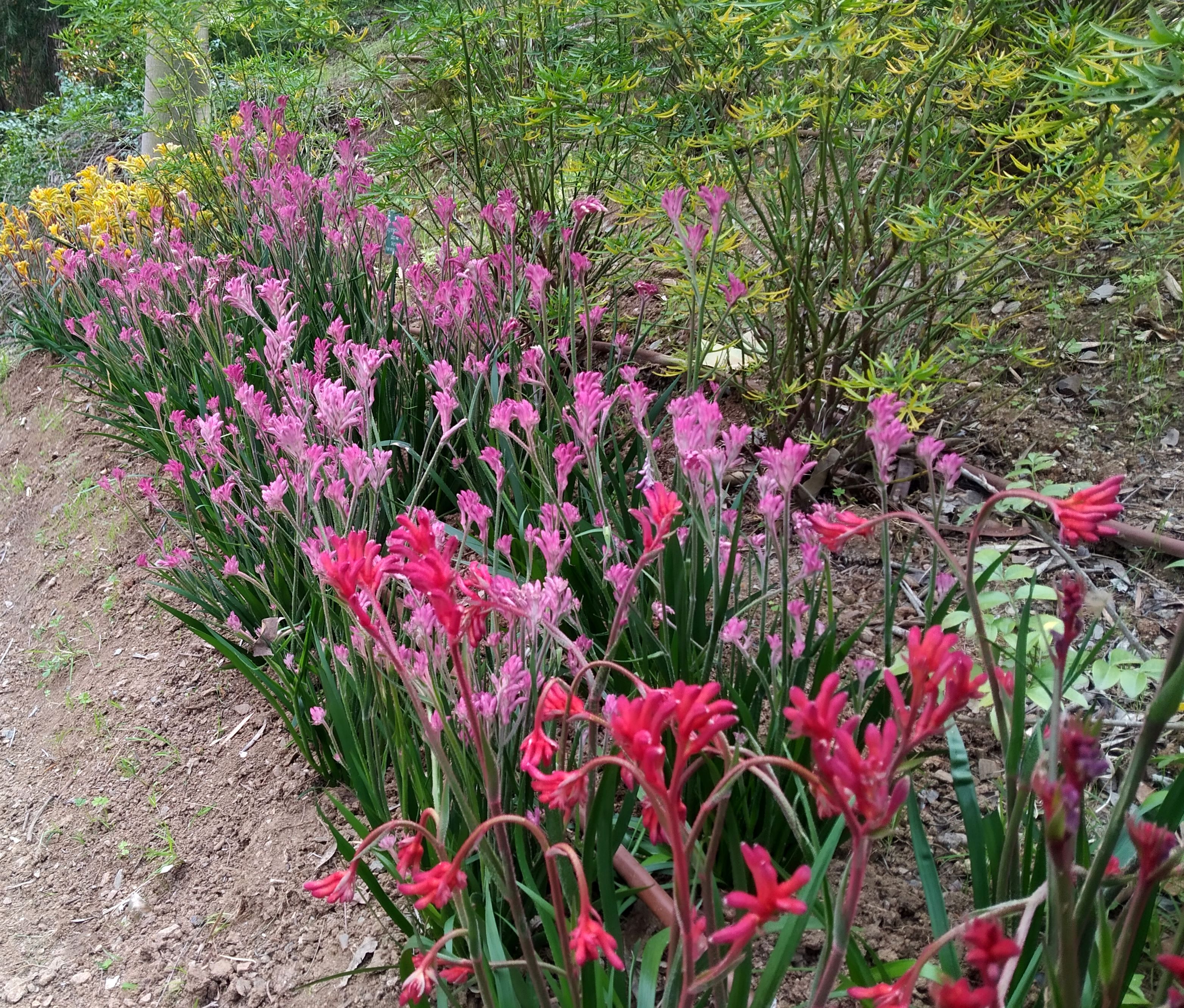 LA PLANTA DEL MES DE ABRIL EN EL JARDÍN BOTÁNICO HISTÓRICO LA CONCEPCIÓN ES LA PATA DE CANGURO