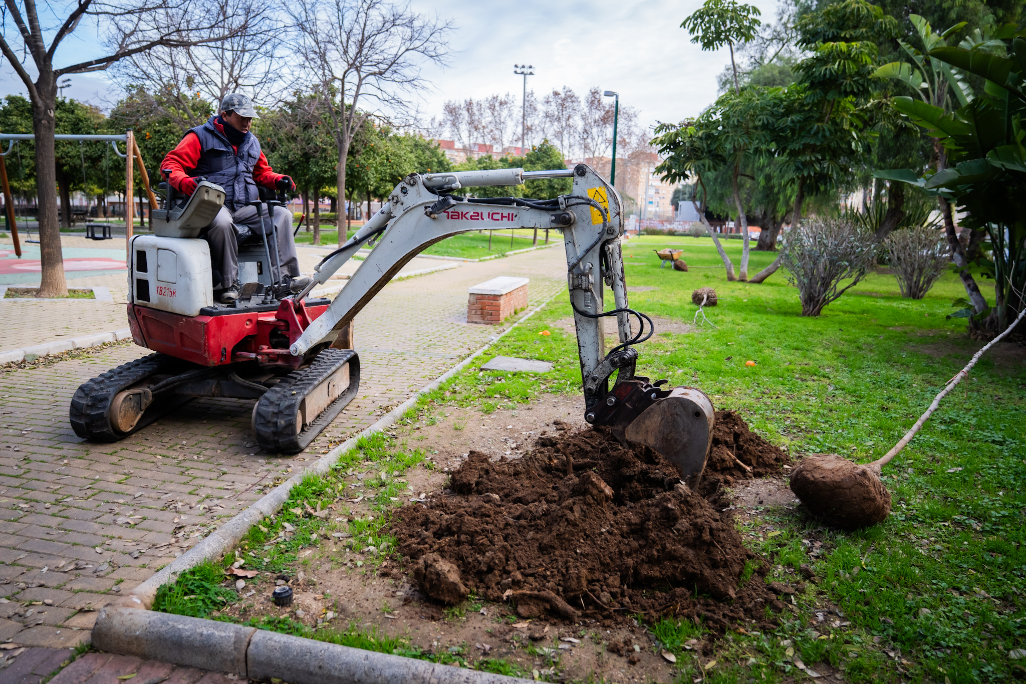 El Ayuntamiento acomete la plantación de 33 nuevos árboles en el Parque de María Luisa en ...