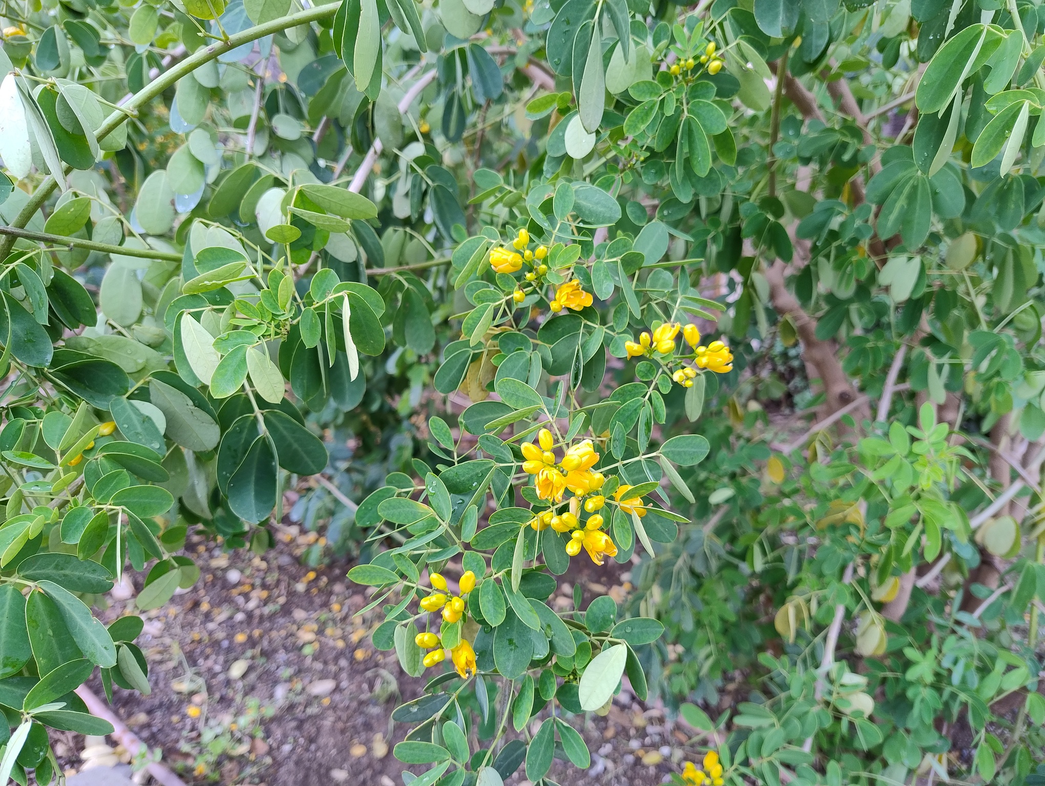 La planta del mes de febrero en el Jardín Botánico- Histórico La Concepción es el cadecillo