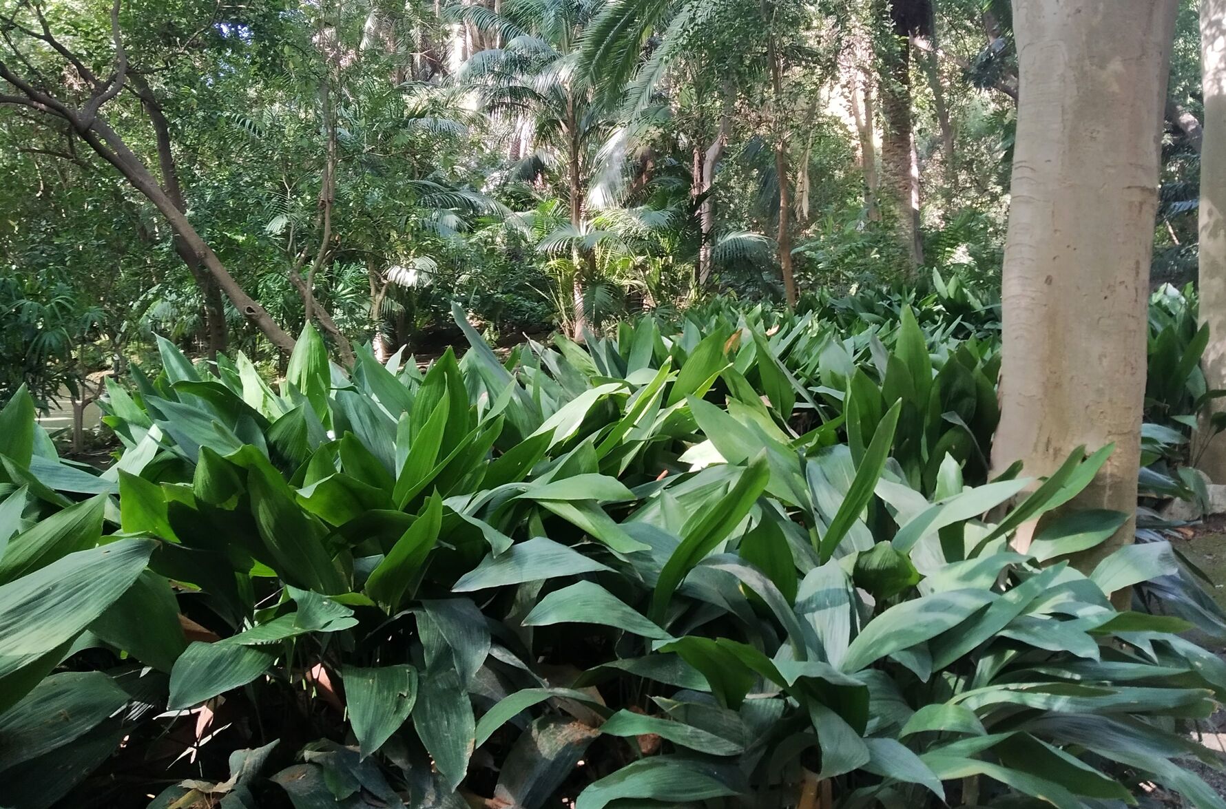 La planta del mes de marzo en el Jardín Botánico-Histórico La Concepción es la oreja de burro o ...