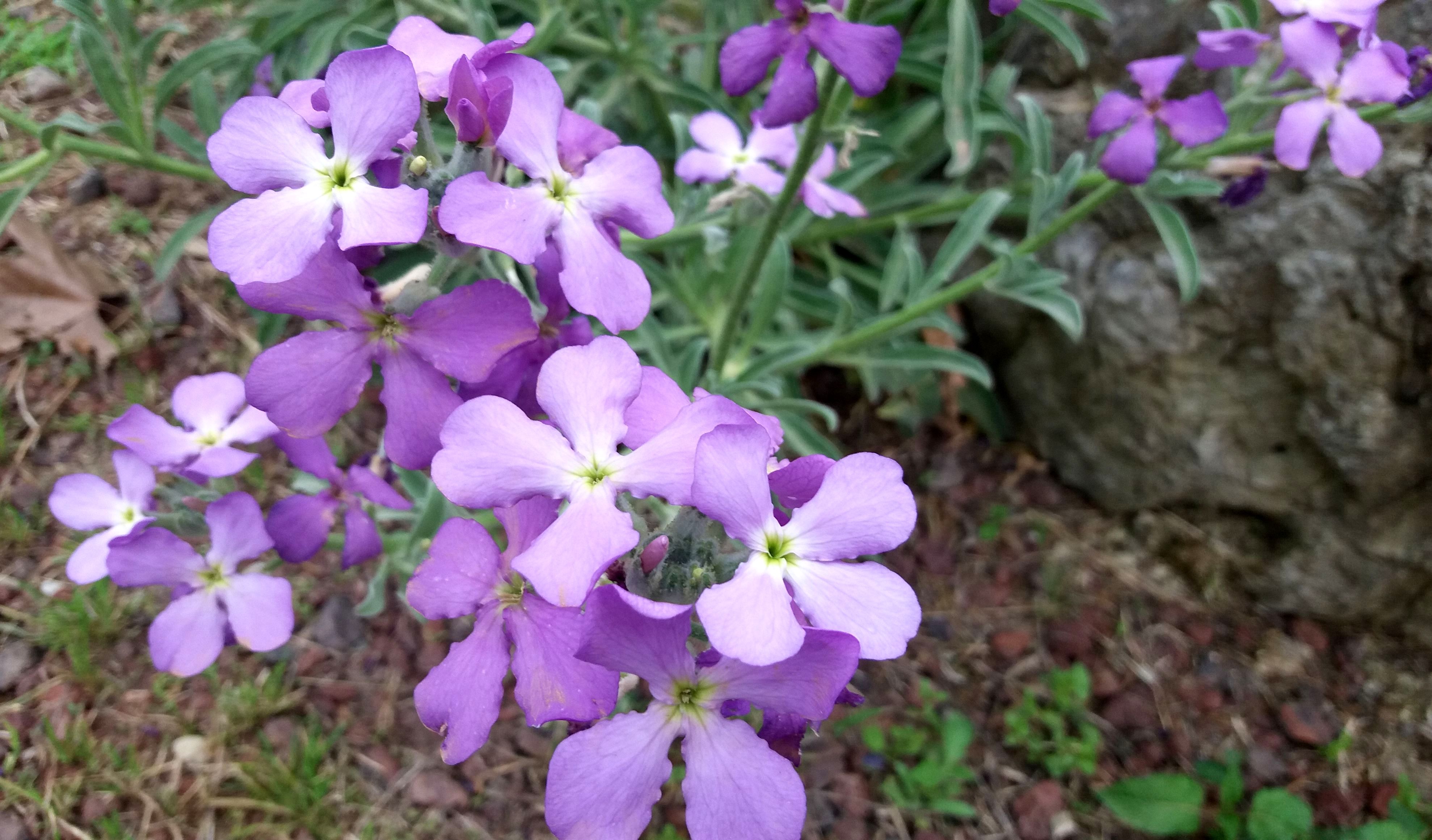 La planta del mes de abril en el Jardín Botánico-Histórico La Concepción es el alhelí de Madeira