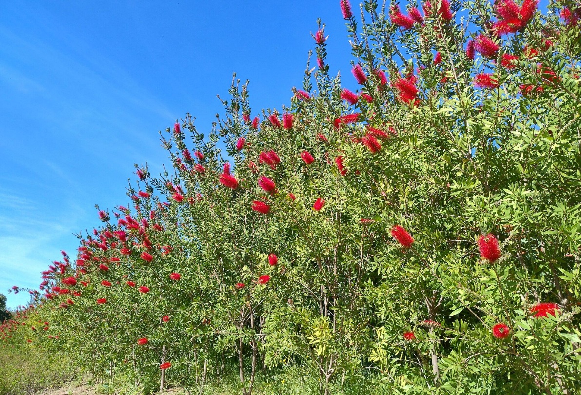La planta del mes de mayo en el Jardín Botánico-Histórico La Concepción es el limpiatubos