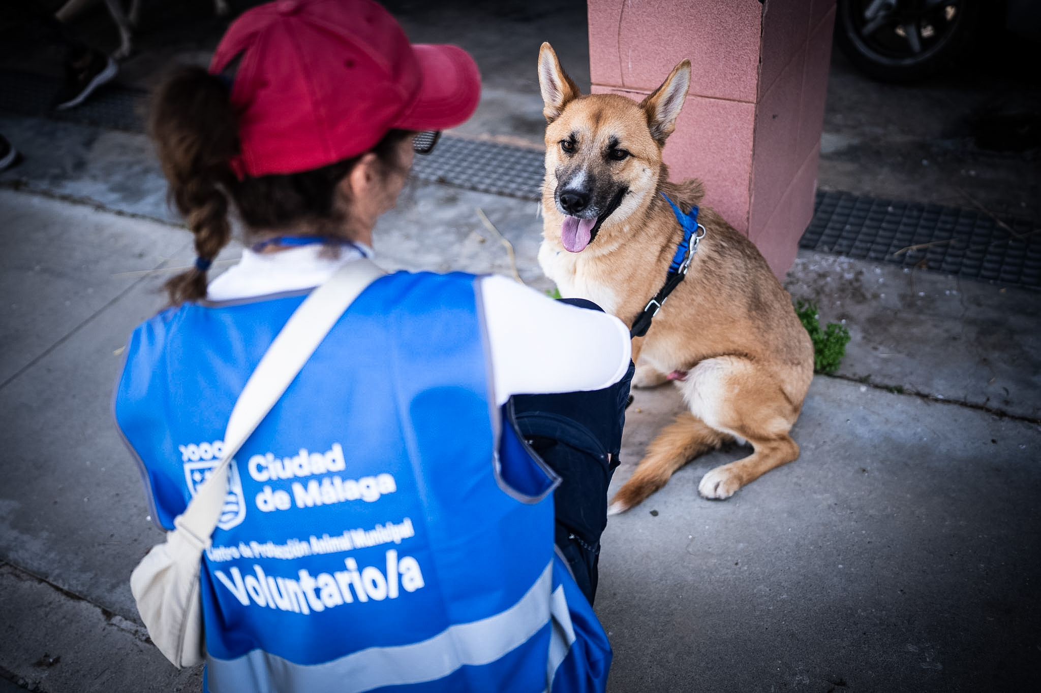 El Ayuntamiento potencia la atención de animales acogidos en el CEPAM con nuevas instalaciones ...
