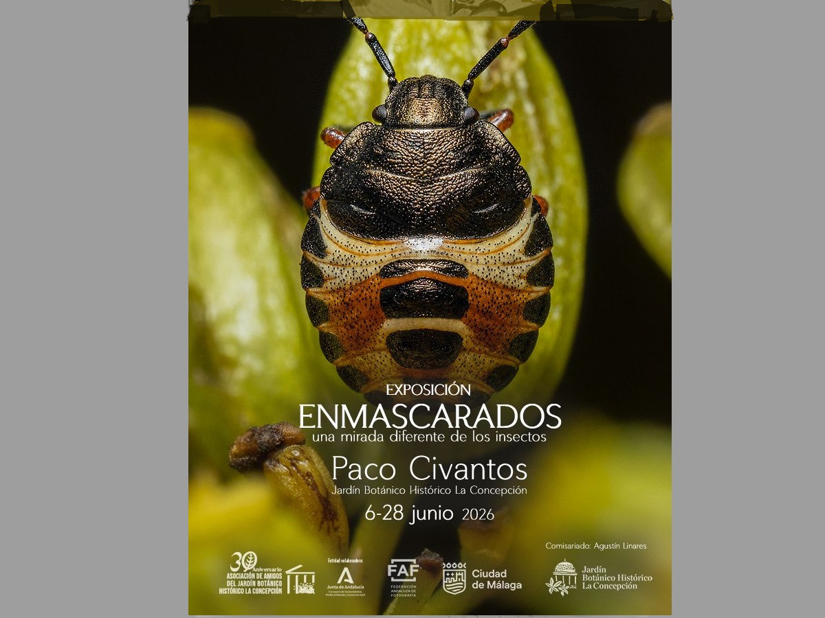 Exposición de fotos en La Concepción: Enmascarados, una mirada diferente al mundo de los insectos