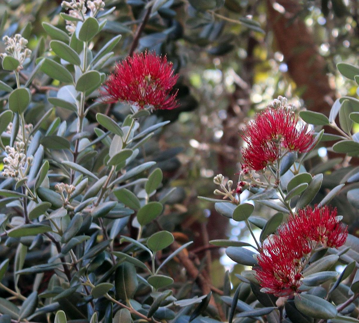 La planta del mes en el Jardín Botánico- Histórico La Concepción es el metrosideros