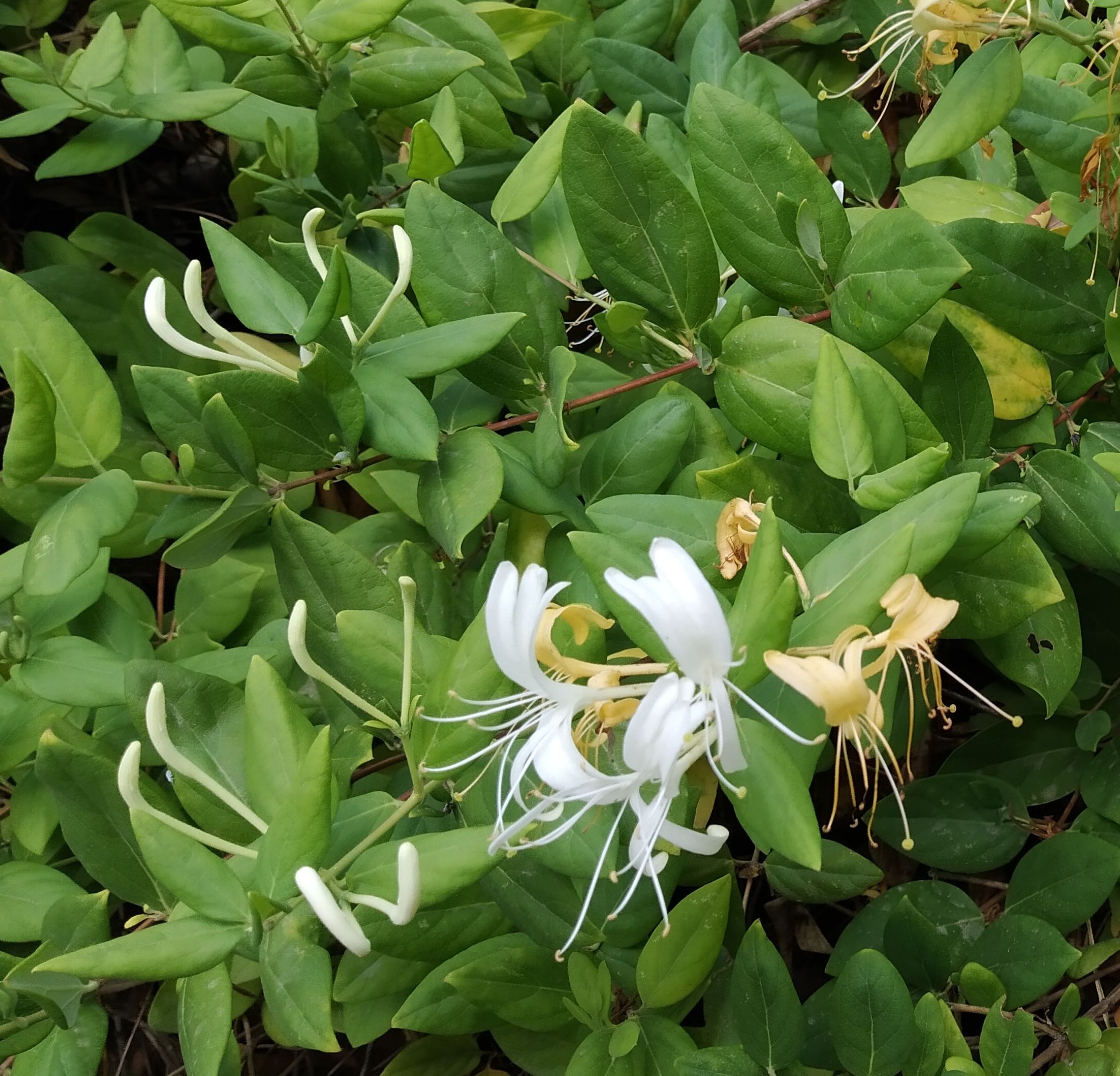 La planta del mes de julio en el Jardín Botánico-Histórico La Concepción es la madreselva