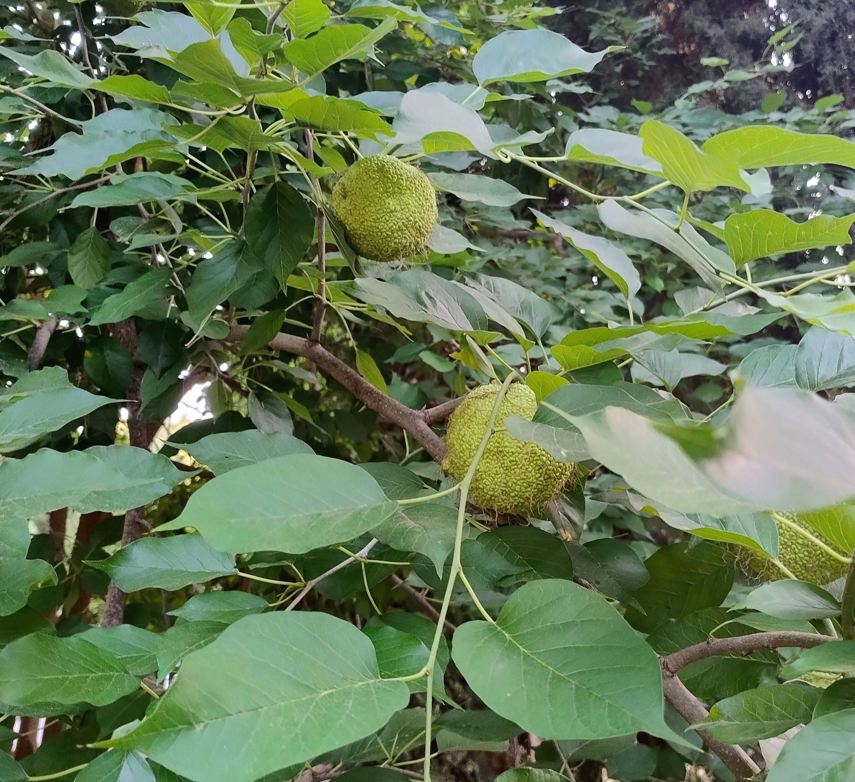 La planta del mes de agosto en el Jardín Botánico-Histórico La Concepción es el naranjo de Osage