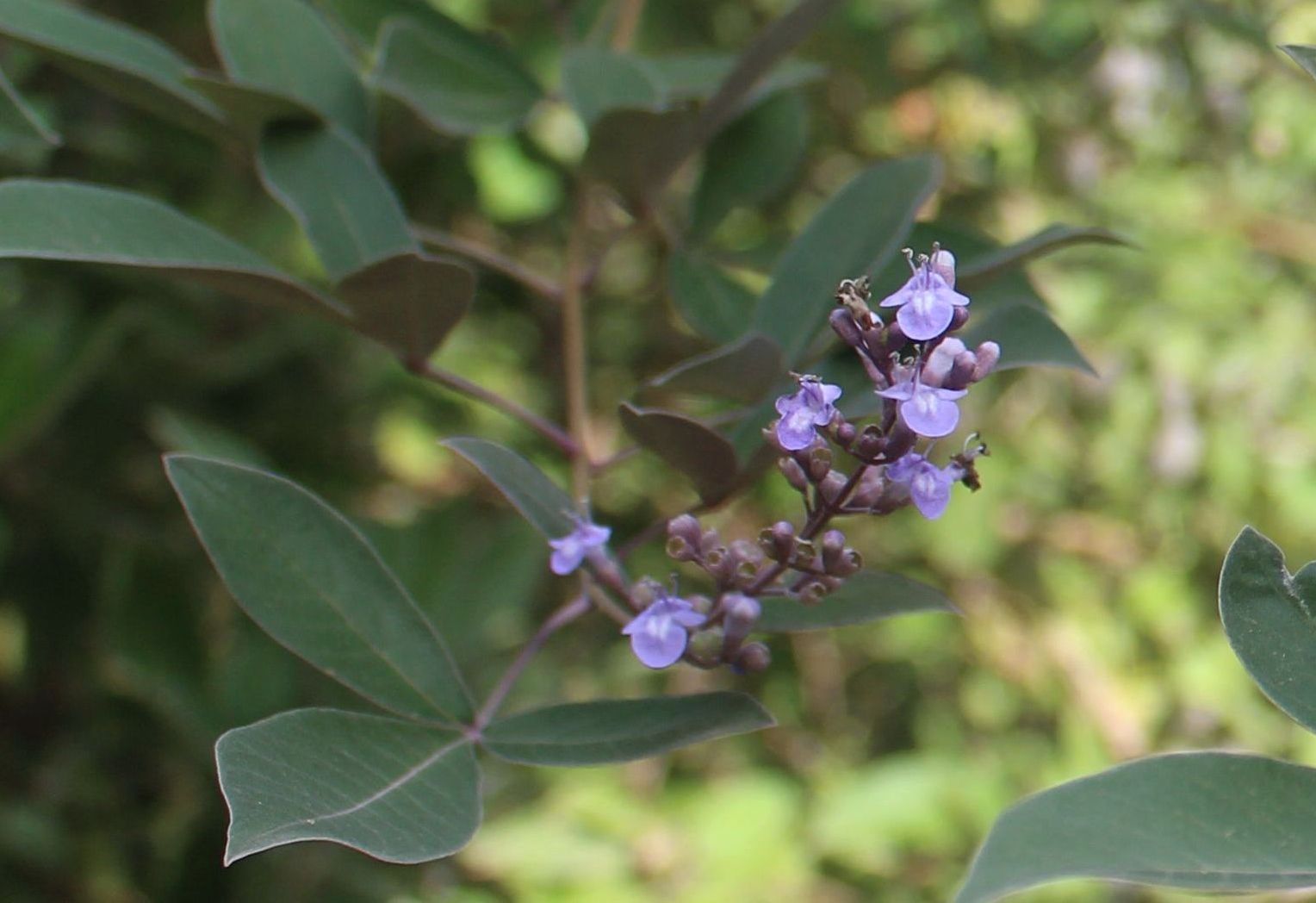 La planta del mes de octubre en el Jardín Botánico-Histórico La Concepción es la lila árabe